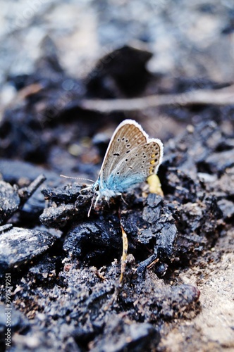 butterfly on the rock
