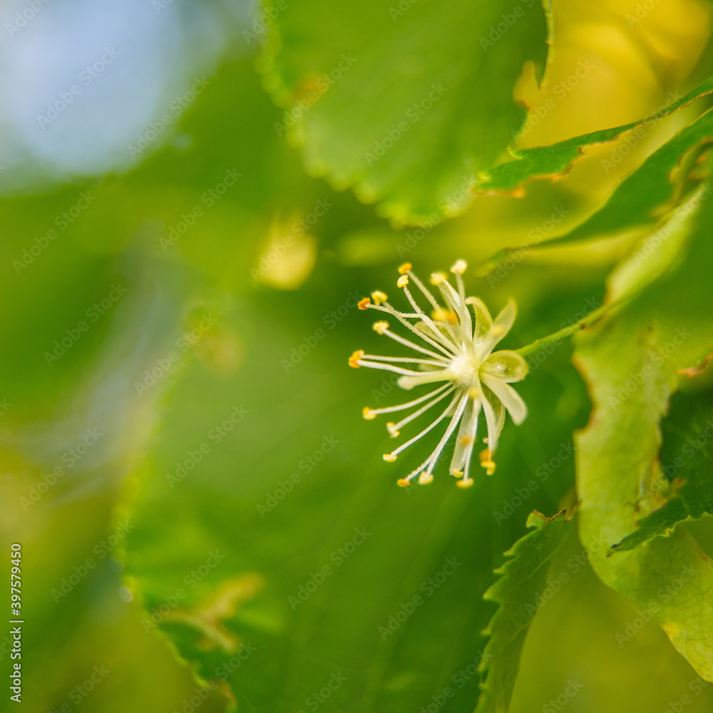 Beautiful linden tree blossoms in the summer. Medicinal, herbal, vegan, organic tea. Beautiful linden tree blossoms in the summer. Medicinal, herbal, vegan, organic tea.