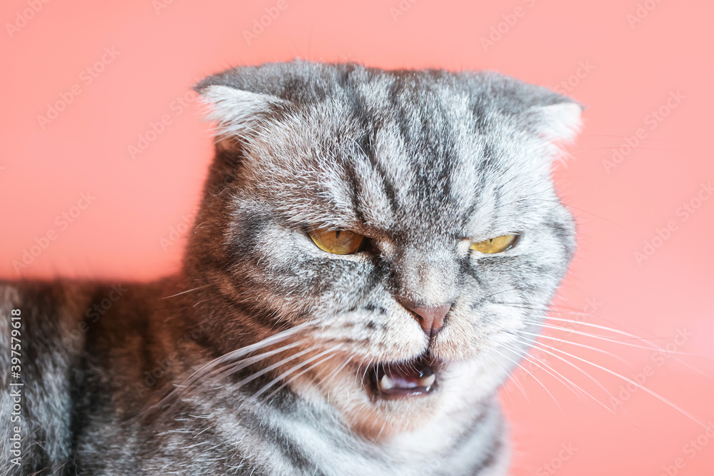 Gray scottish fold cat with a displeased muzzle close-up on a pink background. Funny pet.