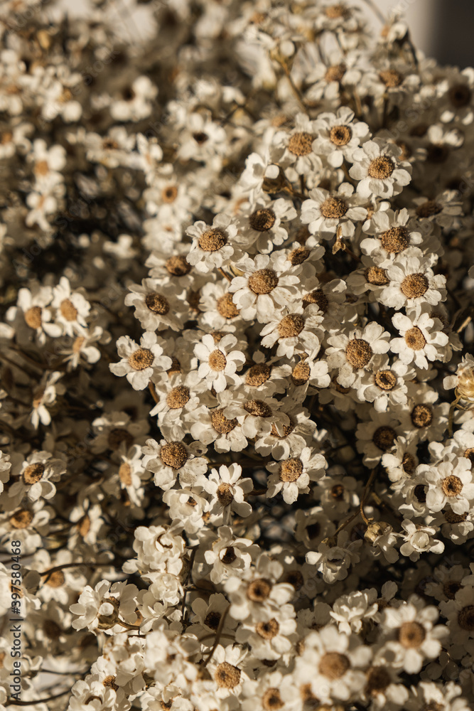 Beautiful chamomile daisy flowers bouquet pattern. Closeup floral bloom, blossom background.