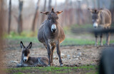 Donkey and colt in nature
