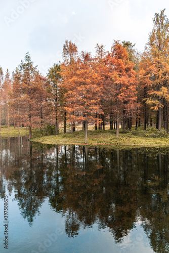 Autumn view of pond cypress forest in a wetland, China.