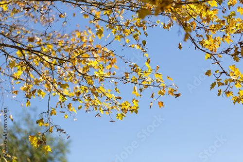 Wallpaper, background, yellow autumn leaves on the tree and on the grass