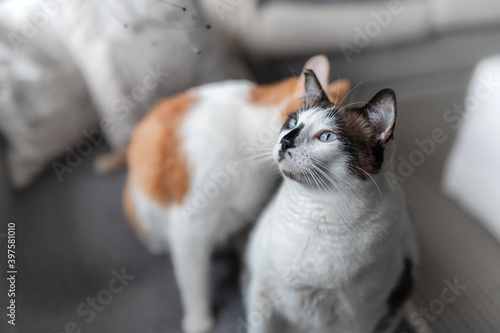 Fototapeta Naklejka Na Ścianę i Meble -  black and white cat with blue eyes, looks up