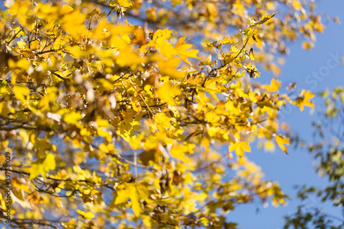 Wallpaper, background, yellow autumn leaves on the tree and on the grass © Василий Дейнека