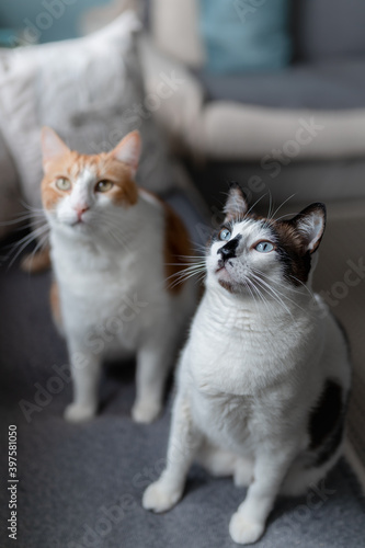 Fototapeta Naklejka Na Ścianę i Meble -  two white cats sitting on the sofa, looks up. vertical composition