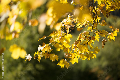 Wallpaper, background, yellow autumn leaves on the tree and on the grass