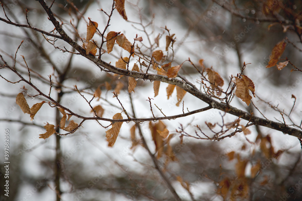 Cold tree branch with leaves during a snowfall in the mountains, the Western Caucasus