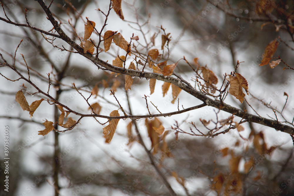 Cold tree branch with leaves during a snowfall in the mountains, the Western Caucasus Cold tree branch with leaves during a snowfall in the mountains, the Western Caucasus