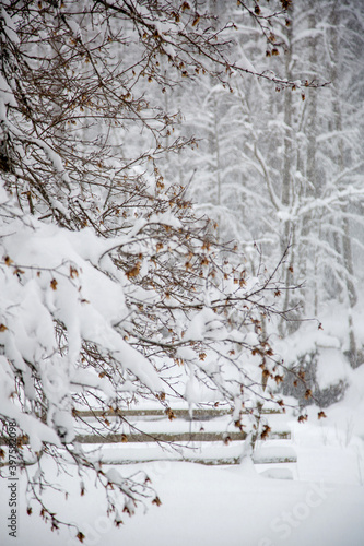 Snow covered trees and Christmas trees during snowfall in the mountains, the Western Caucasus