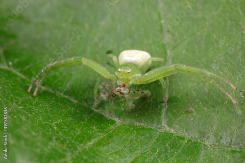 Spiders on wild plants, North China © zhang yongxin