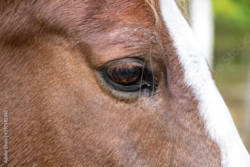 eye of a horse © John