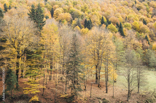 Autumn trees on the banks of a mountain river