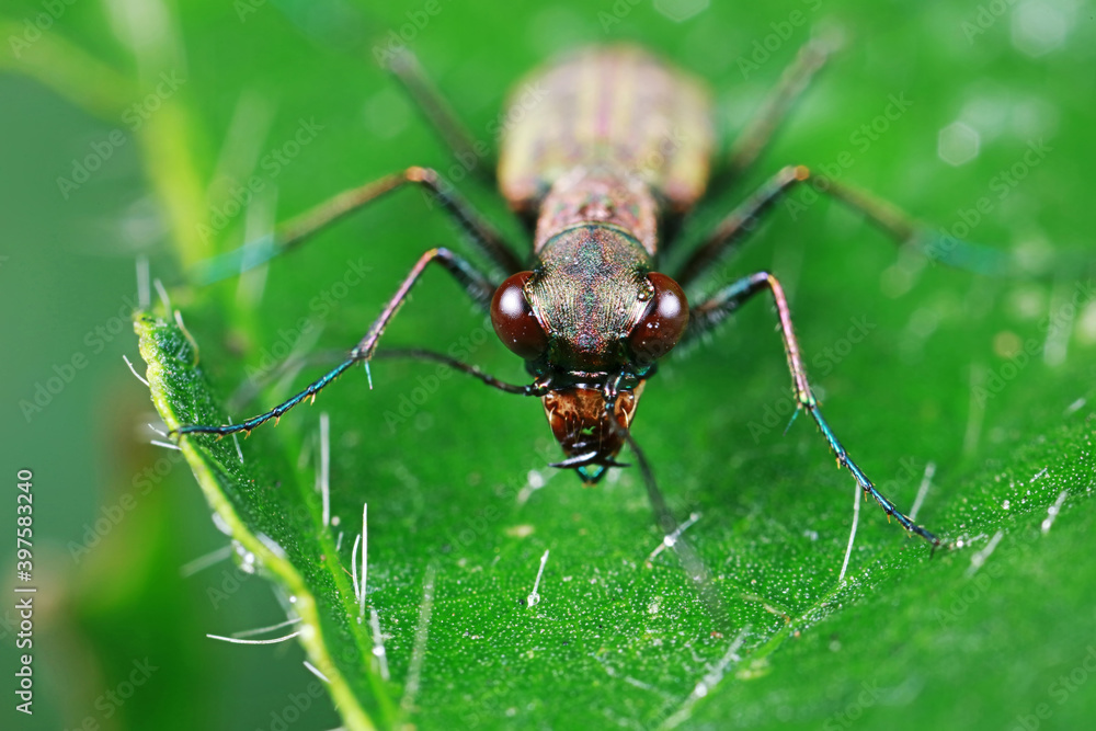 Fototapeta premium Spotted tiger beetles inhabit wild plants in North China