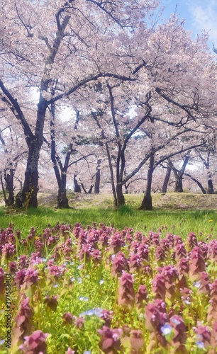 信州 満開の桜