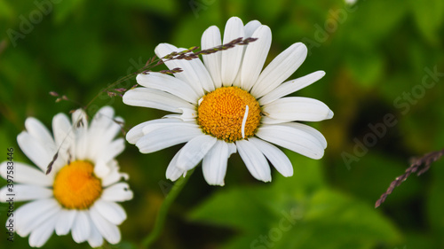 chamomile flower