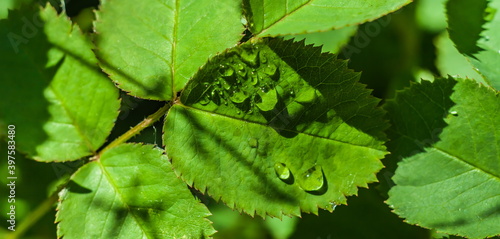 Water drops after rain on the leaves of plants