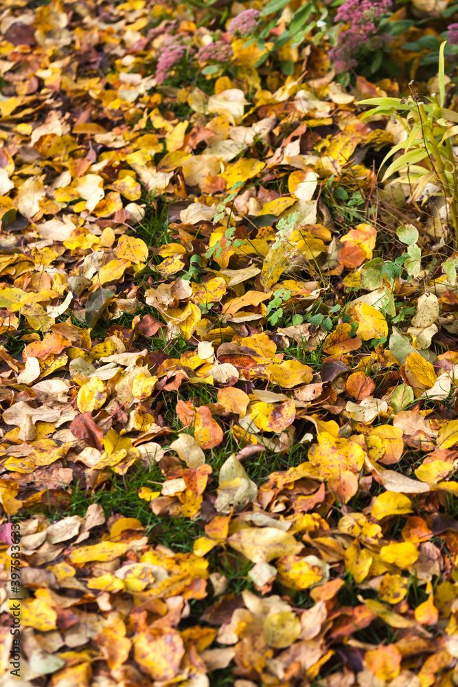 Fallen leaves fall on the ground in the garde Fallen leaves fall on the ground in the garde