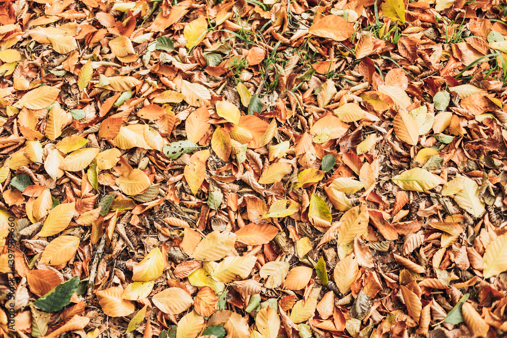 Autumn leaves, autumn natural texture