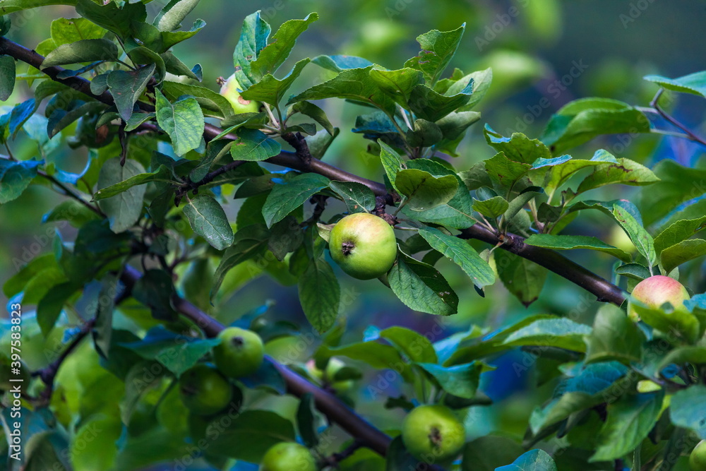 Apples on branches on a background of green foliage in the summer