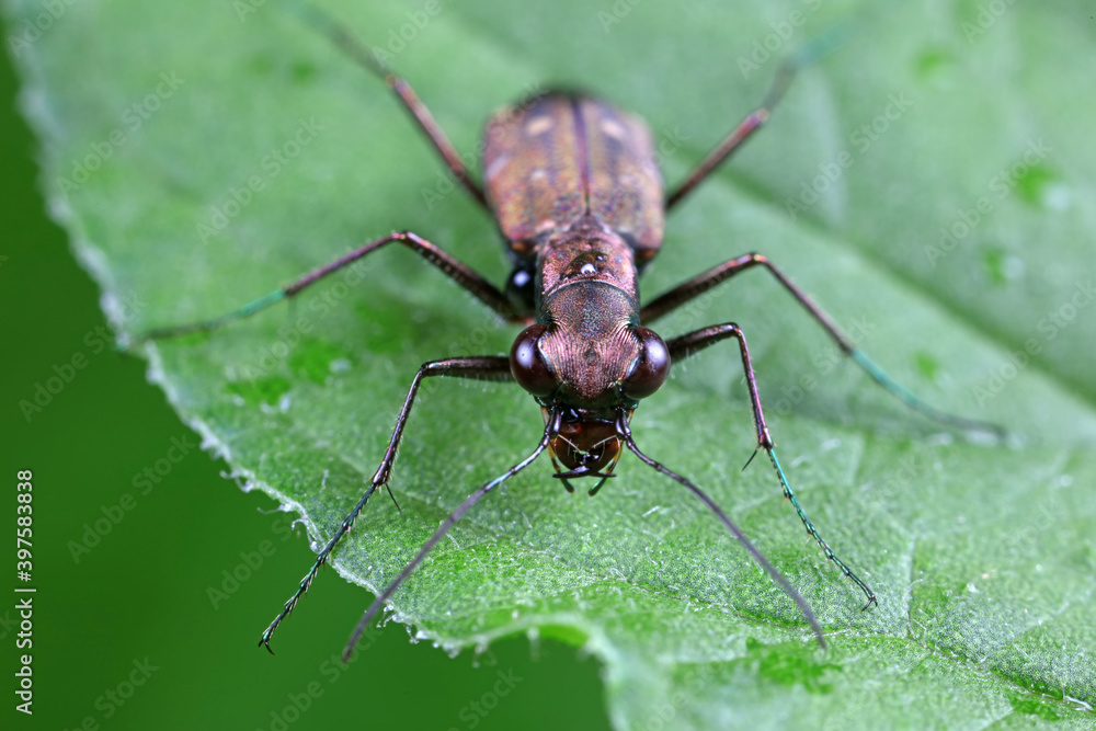 Spotted tiger beetles inhabit wild plants in North China Spotted tiger beetles inhabit wild plants in North China