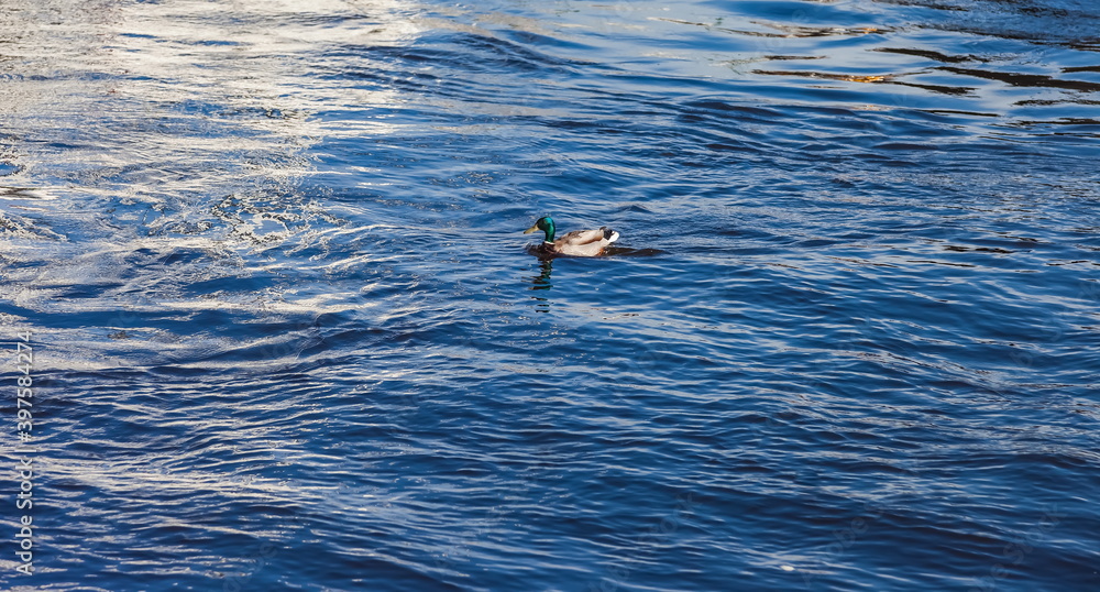 Obraz premium Bird duck (Drake) on the blue water in the city Park in the summer