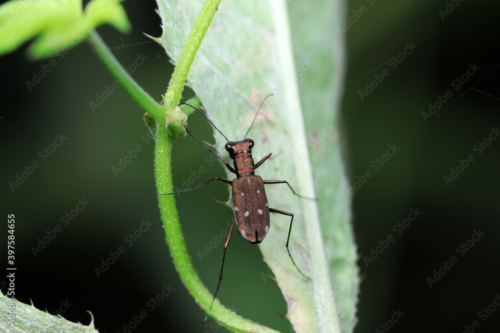 Spotted tiger beetles inhabit wild plants in North China Spotted tiger beetles inhabit wild plants in North China