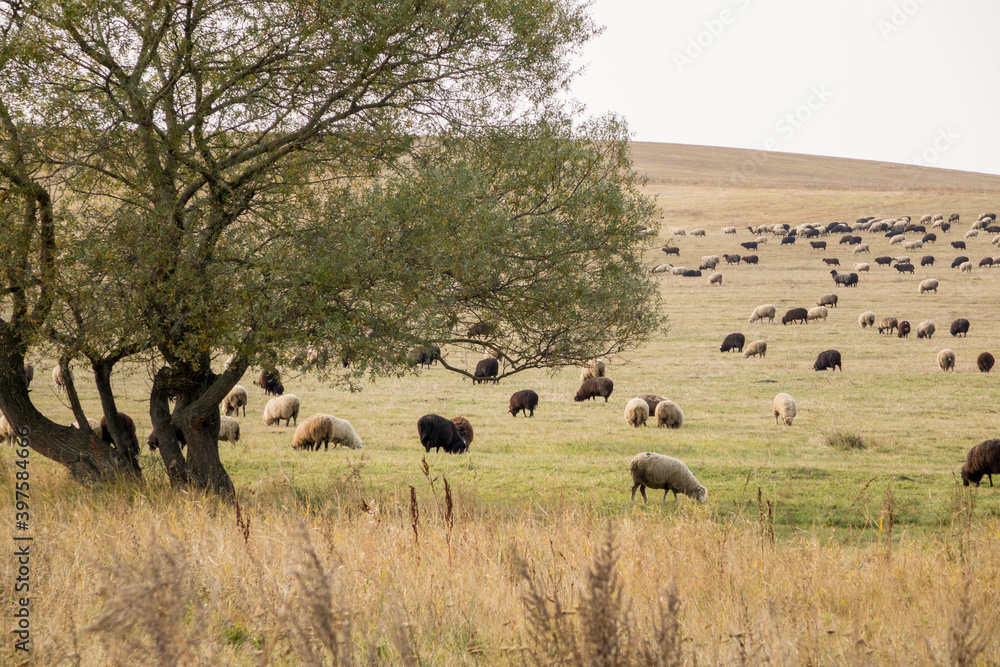 Many animals sheep grazing in the field. Farm with sheep. New breed of sheep. Many animals sheep grazing in the field. Farm with sheep. New breed of sheep.