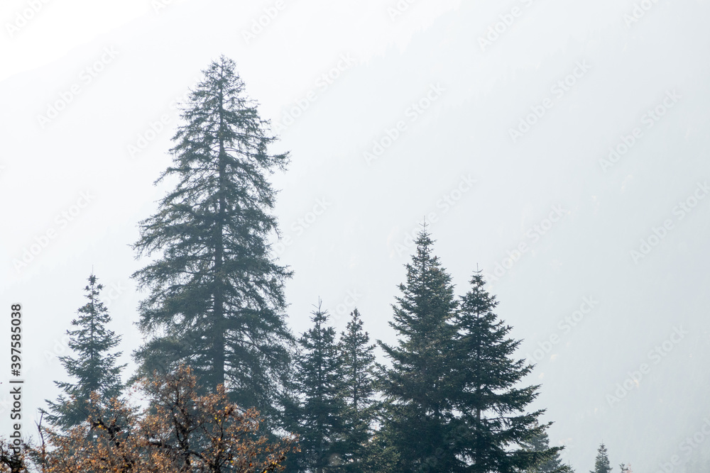 Beautiful tops of fir trees in the mountains. Autumn, leaves. Beautiful scenery