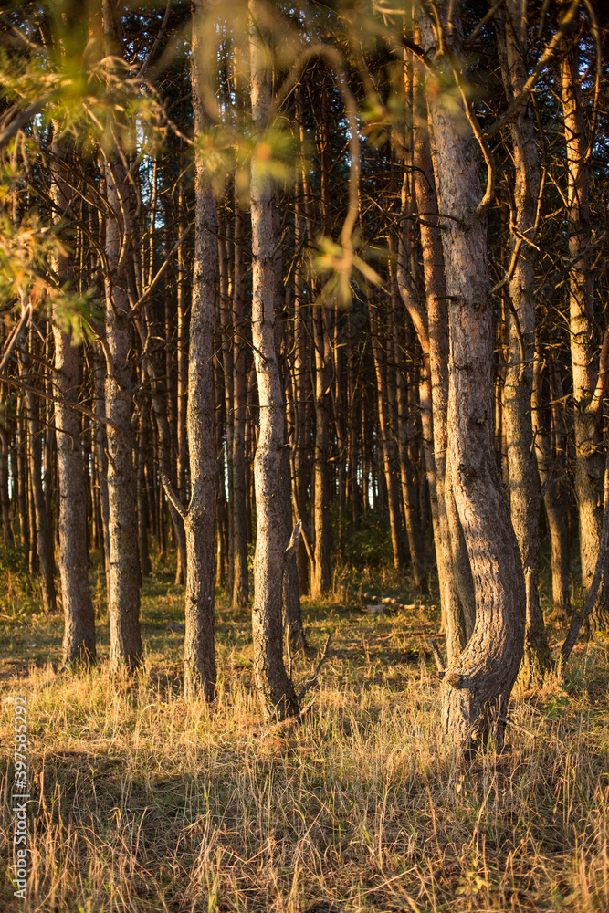 Fototapeta premium Beautiful Golden sunset in a pine forest