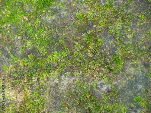 Beautiful green moss on the floor.
