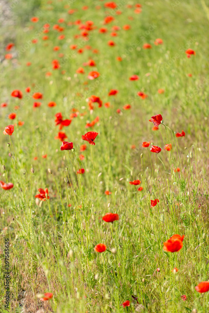 A lot of red poppies - meadow flowers