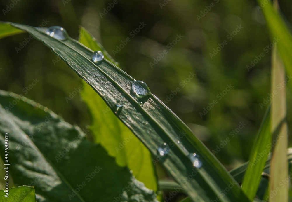 summer landscape with large dewdrops on a blade of grass summer landscape with large dewdrops on a blade of grass