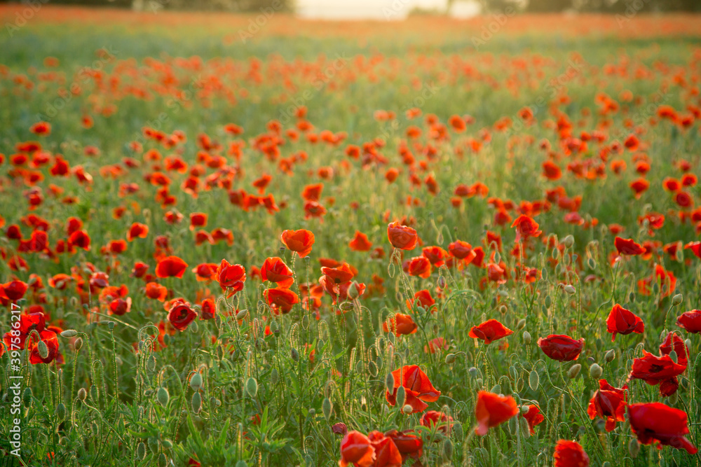 Fototapeta premium Field of fresh poppies at sunset in the South