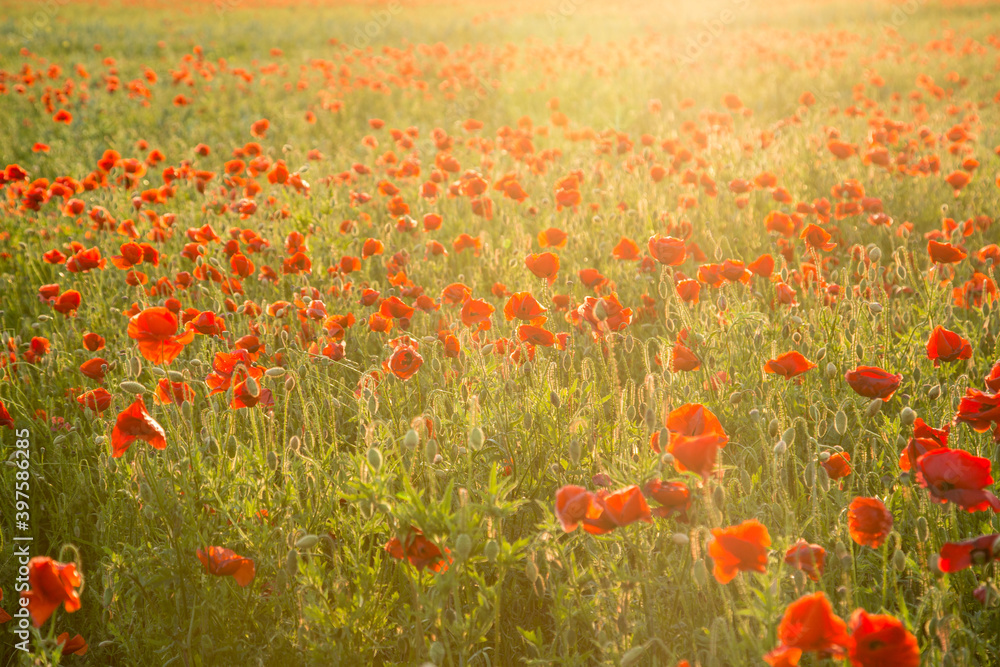 Field of fresh poppies at sunset in the South