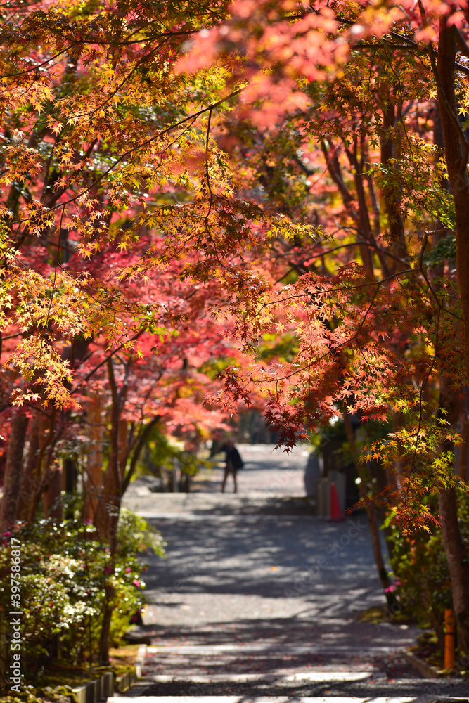 Naklejka premium 紅葉が映える西山 善峯寺の境内