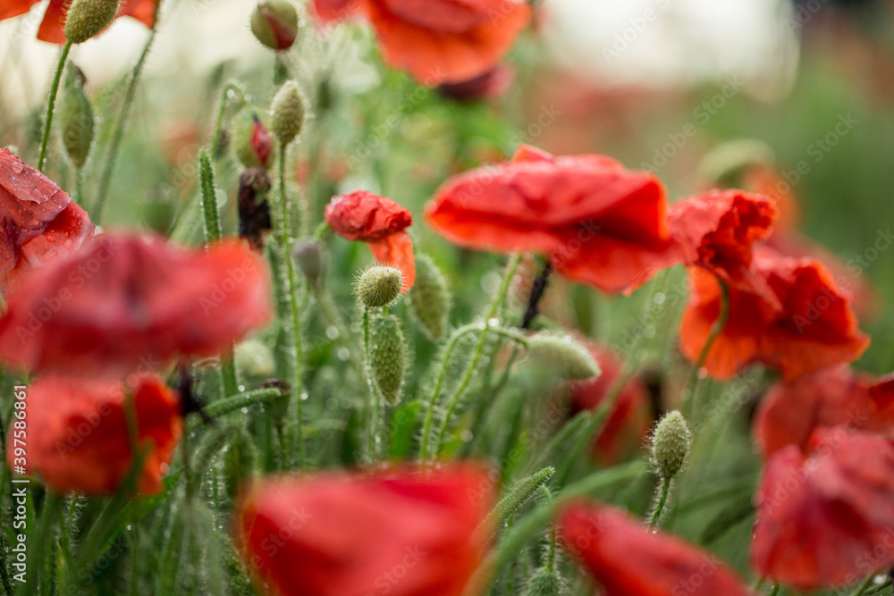 Fototapeta premium Poppy buds after a rain in drops of dew