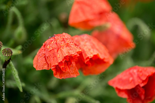 Poppy buds after a rain in drops of dew