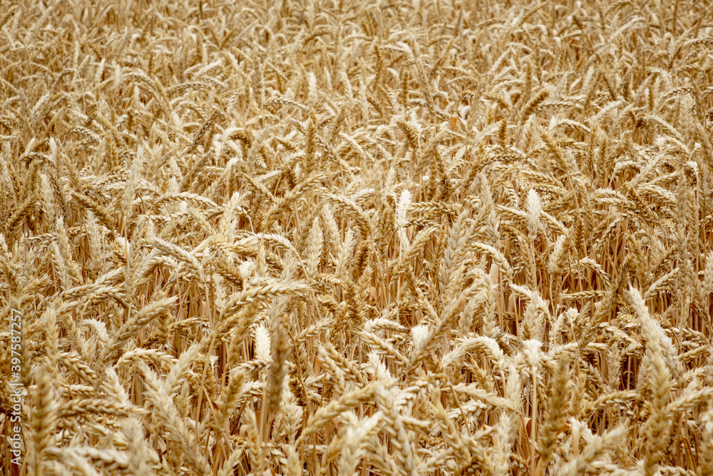 Ears of wheat in the field. Harvesting on a farm in August Ears of wheat in the field. Harvesting on a farm in August