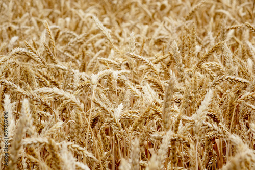 Ripe ears of rye and wheat in the field. Large grains  close-up.