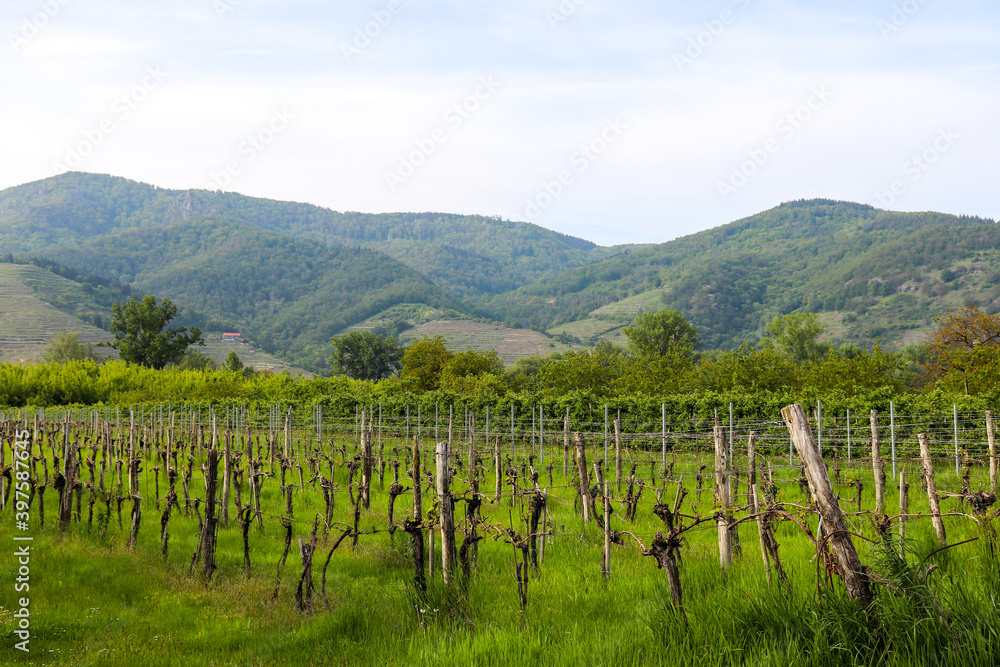 Vineyard with mountains in the background on a walking path next to the Danube River in Austria.