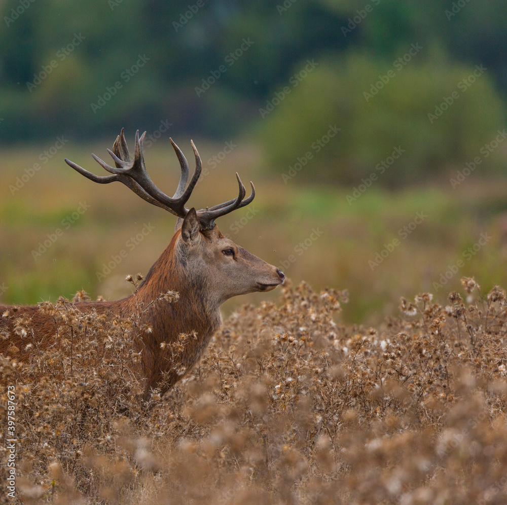 RED DEER - CIERVO COMUN O ROJO (Cervus elaphus) RED DEER - CIERVO COMUN O ROJO (Cervus elaphus)