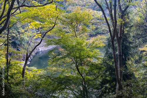 木とダム © Takuya Okino