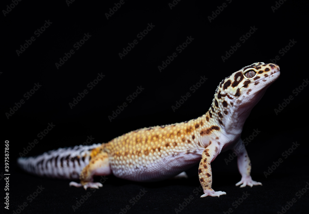 Leopard gecko (Eublepharis macularius) with black background. Leopard gecko (Eublepharis macularius) with black background.