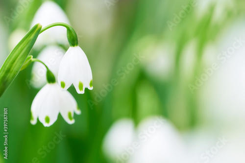 スズランやスノードロップに似たスノーフレークの花 © sora_nus