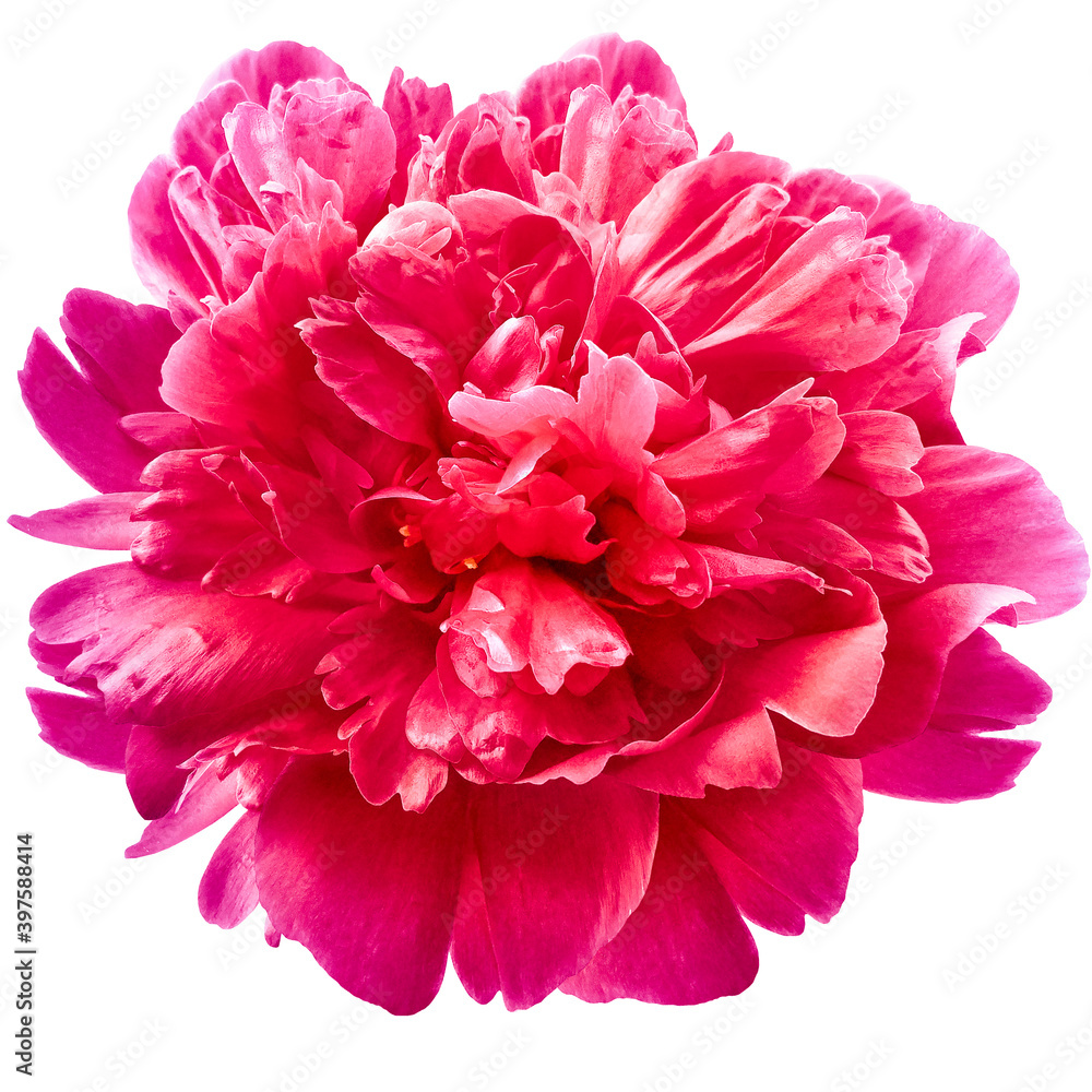 pink peony flower on a white isolated background with clipping path. For design. Closeup. Nature. pink peony flower on a white isolated background with clipping path. For design. Closeup. Nature.