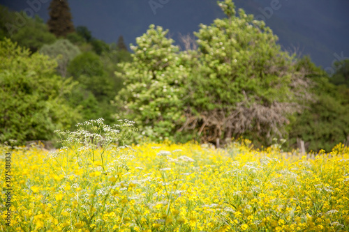 yellow field of flowers in the mountains in the Western Caucasus