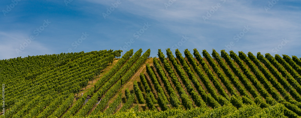 Weinberge, Weinanbau, grüne Bäume am Horizont in Baden Württemberg in Deutschland
