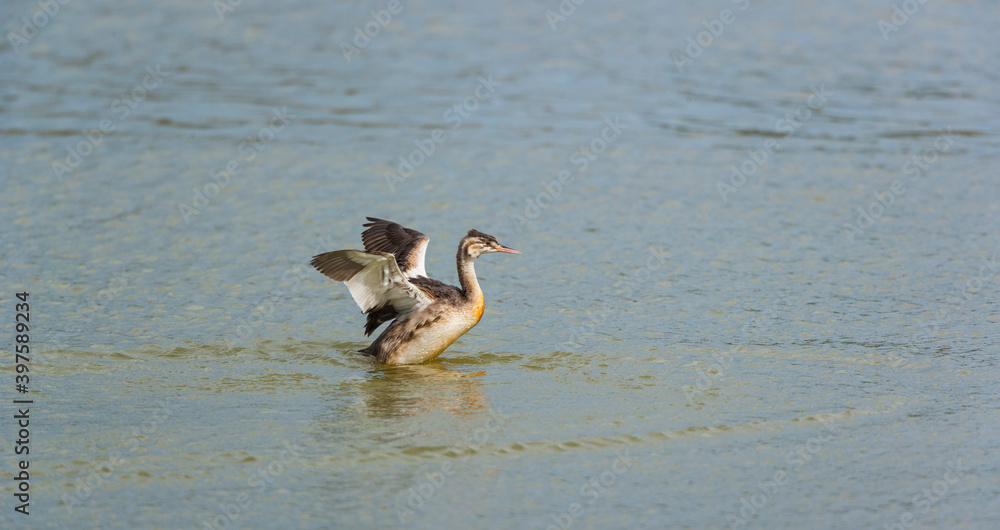 GREAT CRESTED GREBE - SOMORMUJO LAVANCO (Podiceps cristatus) GREAT CRESTED GREBE - SOMORMUJO LAVANCO (Podiceps cristatus)
