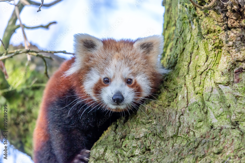 Fototapeta premium red panda in tree